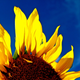 Image for article titled Complementary Colors 1